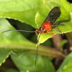 Braconidae (family) at Rosedale, NSW - 5 Jun 2020 12:50 PM