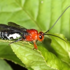 Braconidae (family) at Rosedale, NSW - 5 Jun 2020 12:50 PM