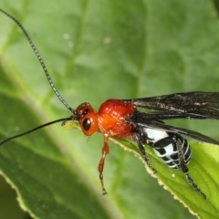 Braconidae (family) at Rosedale, NSW - 5 Jun 2020 12:50 PM
