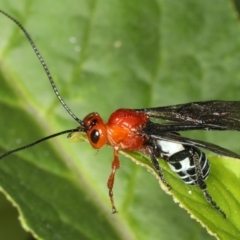 Braconidae (family) at Rosedale, NSW - 5 Jun 2020