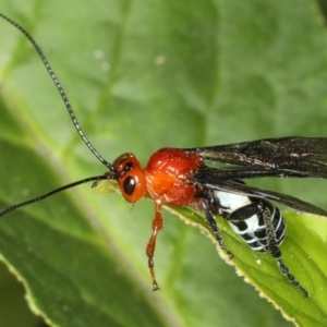 Braconidae (family) at Rosedale, NSW - 5 Jun 2020