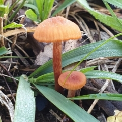 Laccaria sp. (Laccaria) at Cook, ACT - 12 May 2020 by drakes