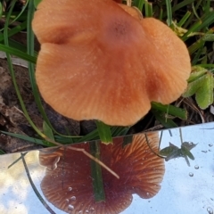 Laccaria sp. at Cook, ACT - 12 May 2020