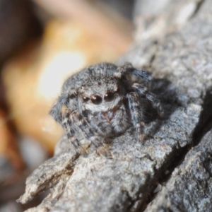 Maratus vespertilio at Casey, ACT - suppressed