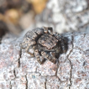 Maratus vespertilio at Casey, ACT - suppressed