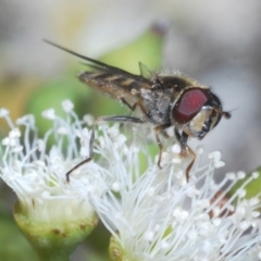Melangyna viridiceps (Hover fly) at Kinleyside - 5 Jun 2020 by Harrisi
