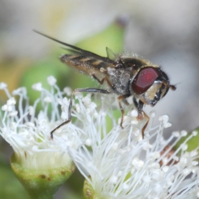 Melangyna viridiceps (Hover fly) at Kinleyside - 5 Jun 2020 by Harrisi