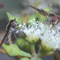 Melangyna viridiceps at Casey, ACT - 5 Jun 2020 02:03 PM