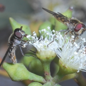 Melangyna viridiceps at Casey, ACT - 5 Jun 2020 02:03 PM