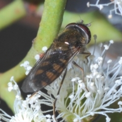 Melangyna viridiceps at Casey, ACT - 5 Jun 2020 02:03 PM