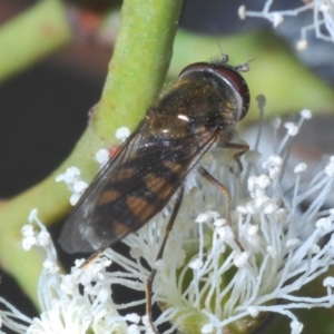 Melangyna viridiceps at Casey, ACT - 5 Jun 2020 02:03 PM