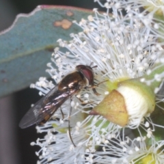 Melangyna viridiceps at Casey, ACT - 5 Jun 2020 02:03 PM