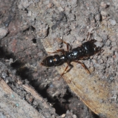 Amblyopone australis (Slow Ant) at Casey, ACT - 5 Jun 2020 by Harrisi