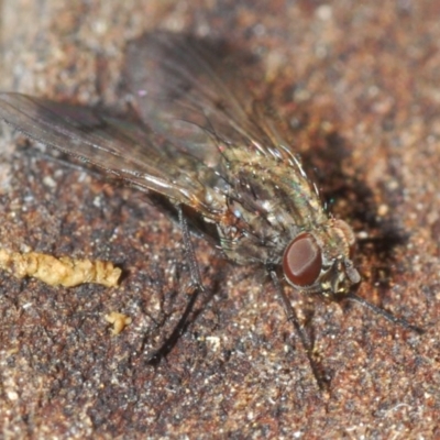 Helina sp. (genus) (Muscid fly) at O'Connor Ridge to Gungahlin Grasslands - 5 Jun 2020 by Harrisi