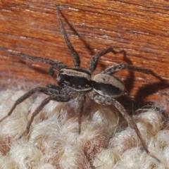 Venatrix pseudospeciosa (Wolf spider) at Belconnen, ACT - 5 Jun 2020 by Harrisi