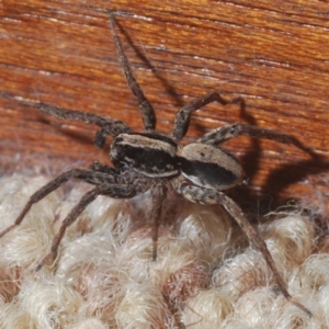 Venatrix pseudospeciosa at Belconnen, ACT - 5 Jun 2020