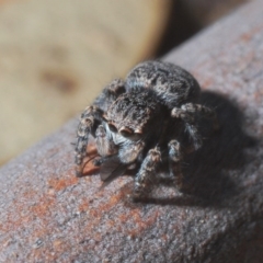 Maratus vespertilio (Bat-like peacock spider) at Lyneham Ridge - 5 Jun 2020 by Harrisi