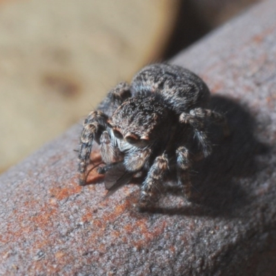 Maratus vespertilio (Bat-like peacock spider) at Lyneham, ACT - 5 Jun 2020 by Harrisi