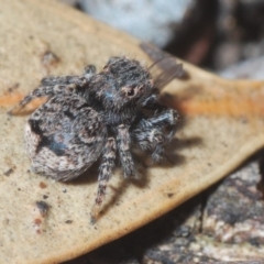 Maratus vespertilio at Lyneham, ACT - 5 Jun 2020