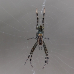 Nephila plumipes (Humped golden orb-weaver) at Bournda Environment Education Centre - 16 Feb 2020 by RossMannell