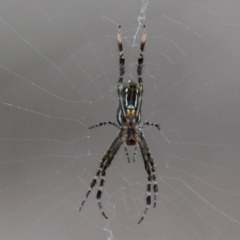 Trichonephila plumipes (Humped golden orb weaver) at Bournda, NSW - 16 Feb 2020 by RossMannell