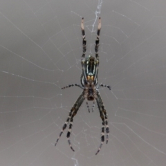 Nephila plumipes (Humped golden orb-weaver) at Bournda, NSW - 16 Feb 2020 by RossMannell