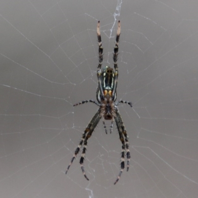 Trichonephila plumipes (Humped golden orb weaver) at Bournda, NSW - 16 Feb 2020 by RossMannell
