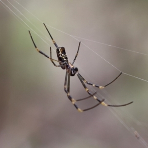 Nephila plumipes at Bournda National Park - 16 Feb 2020