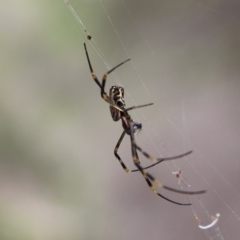 Nephila plumipes at Bournda National Park - 16 Feb 2020