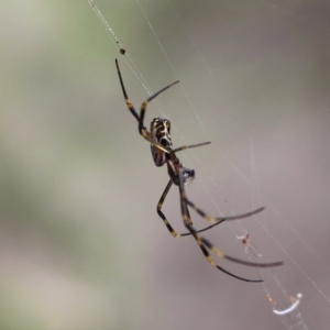 Nephila plumipes at Bournda National Park - 16 Feb 2020