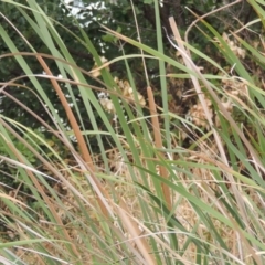 Typha domingensis (Bullrush) at Gordon, ACT - 2 Feb 2020 by michaelb