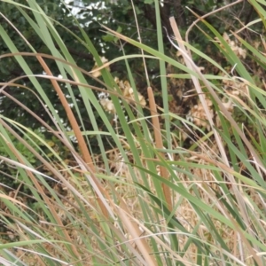 Typha domingensis at Gordon, ACT - 2 Feb 2020 11:30 PM