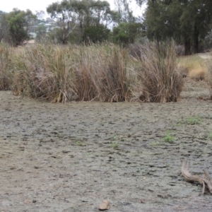 Typha domingensis at Gordon, ACT - 2 Feb 2020