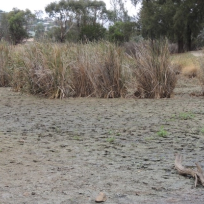 Typha domingensis (Bullrush) at Point Hut Pond - 2 Feb 2020 by michaelb