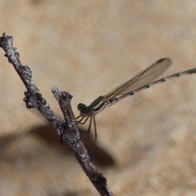 Unidentified Damselfly (Zygoptera) at Bournda, NSW - 18 Feb 2020 by RossMannell