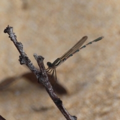 Austrolestes annulosus at Bournda, NSW - 18 Feb 2020 04:13 PM
