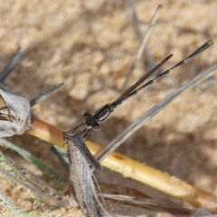 Austrolestes annulosus at Bournda, NSW - 18 Feb 2020 04:13 PM