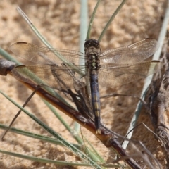 Orthetrum caledonicum (Blue Skimmer) at Bournda Environment Education Centre - 18 Feb 2020 by RossMannell