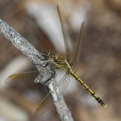 Orthetrum caledonicum at Bournda, NSW - 18 Feb 2020 04:11 PM