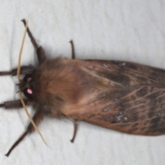 Oxycanus rufescens (Dry-country Oxycanus) at Lilli Pilli, NSW - 6 Jun 2020 by jb2602