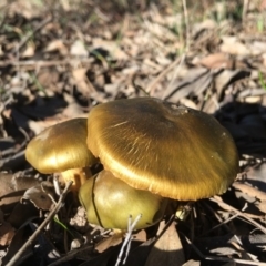 Dermocybe austroveneta (Green Skinhead) at Yass River, NSW - 24 May 2020 by Sue McIntyre