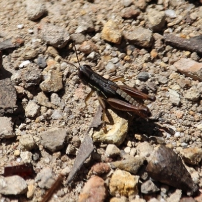 Praxibulus eurobodallae at Bournda Nature Reserve - 23 Feb 2020 by RossMannell