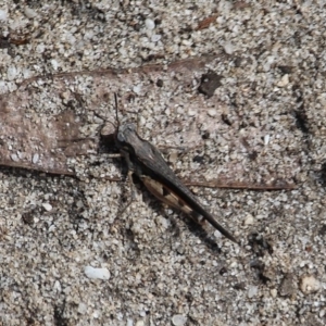 Pycnostictus seriatus at Bournda Nature Reserve - 23 Feb 2020