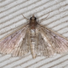 Herpetogramma licarsisalis (Sod Webworm) at Lilli Pilli, NSW - 6 Jun 2020 by jb2602