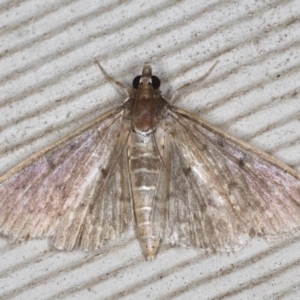 Herpetogramma licarsisalis at Lilli Pilli, NSW - 6 Jun 2020