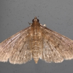 Herpetogramma licarsisalis at Lilli Pilli, NSW - 6 Jun 2020