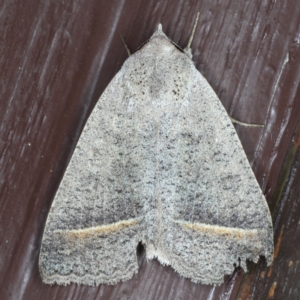 Pantydia capistrata at Lilli Pilli, NSW - 6 Jun 2020 02:04 AM