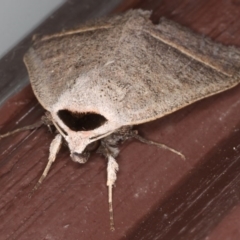 Pantydia capistrata at Lilli Pilli, NSW - 6 Jun 2020 02:04 AM