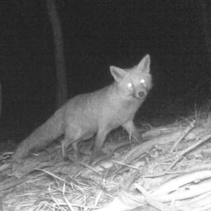 Vulpes vulpes at Paddys River, ACT - 6 Jun 2020