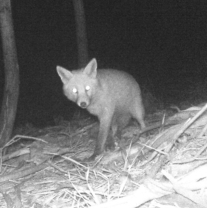 Vulpes vulpes at Paddys River, ACT - 6 Jun 2020